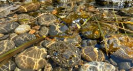 enhanced filtration for clarity