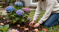 What To Do With Hydrangeas In October To Set Your Plants Up For Winter